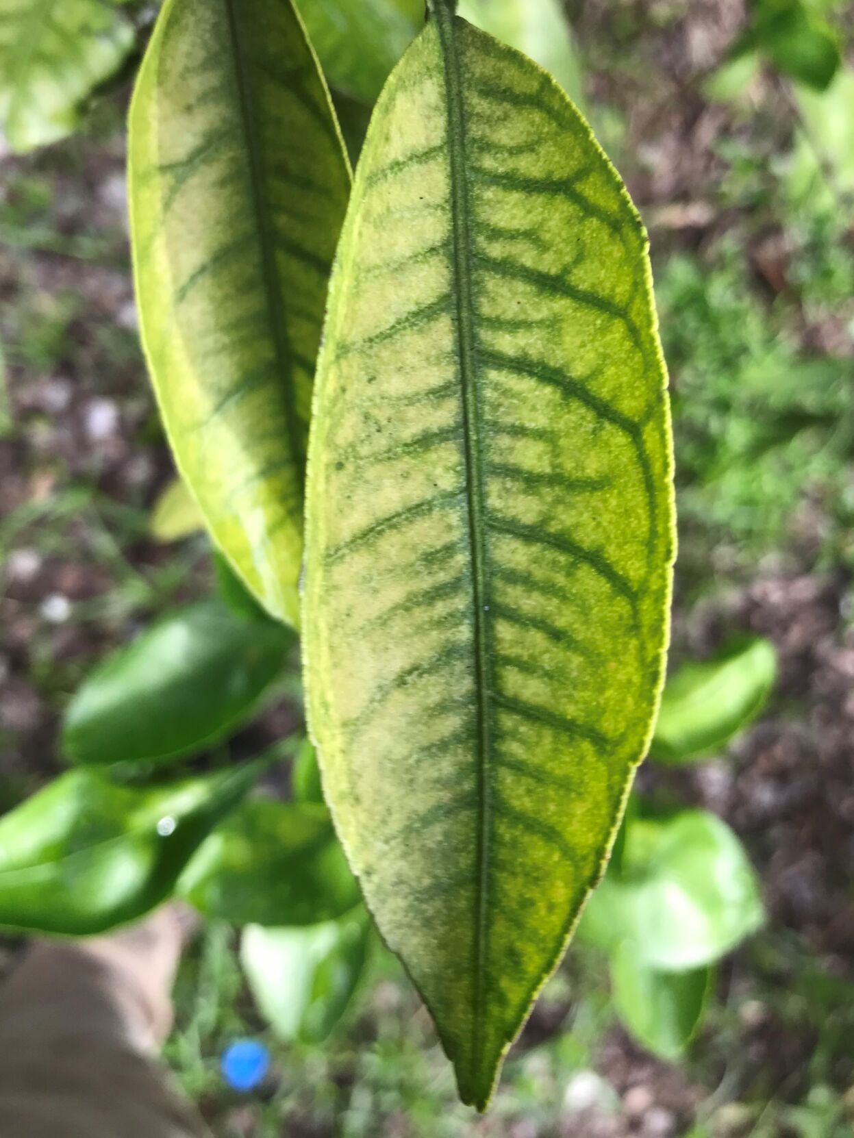 Chlorosis on Citrus from nutrient deficiency 2